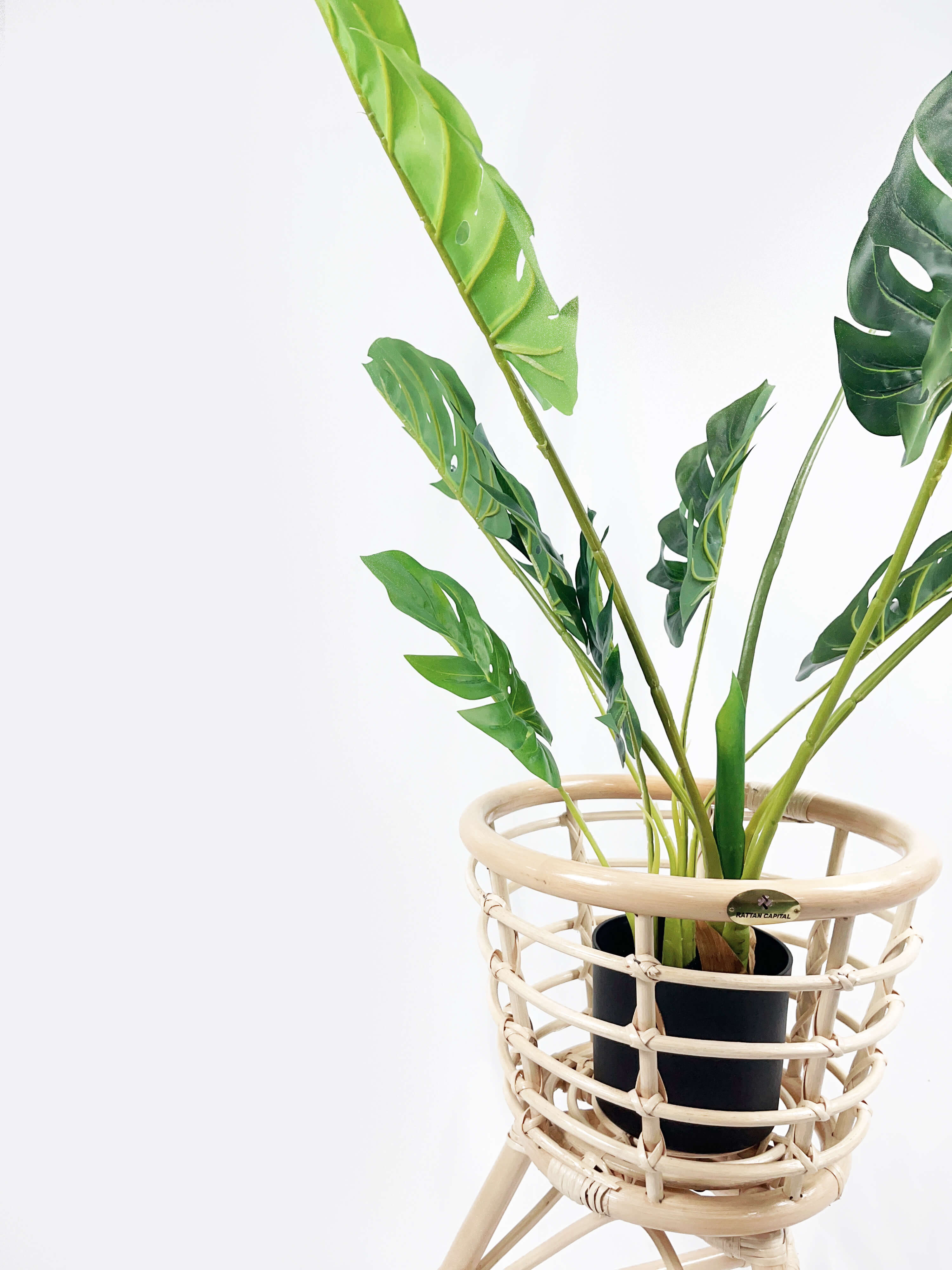 A potted houseplant with broad, green leaves in a woven wicker planter on a white background.