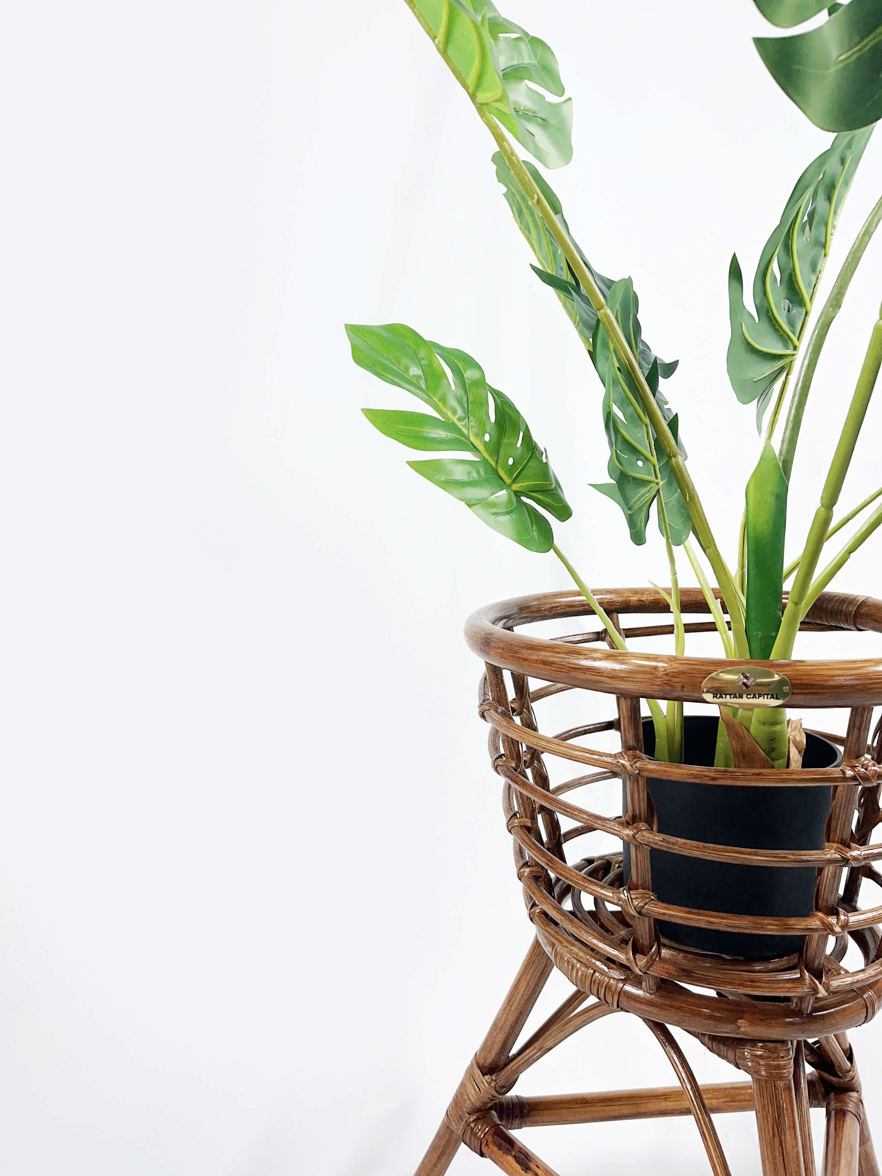 A tropical plant with broad green leaves sits in a black pot within a brown wicker plant stand against a plain white background.